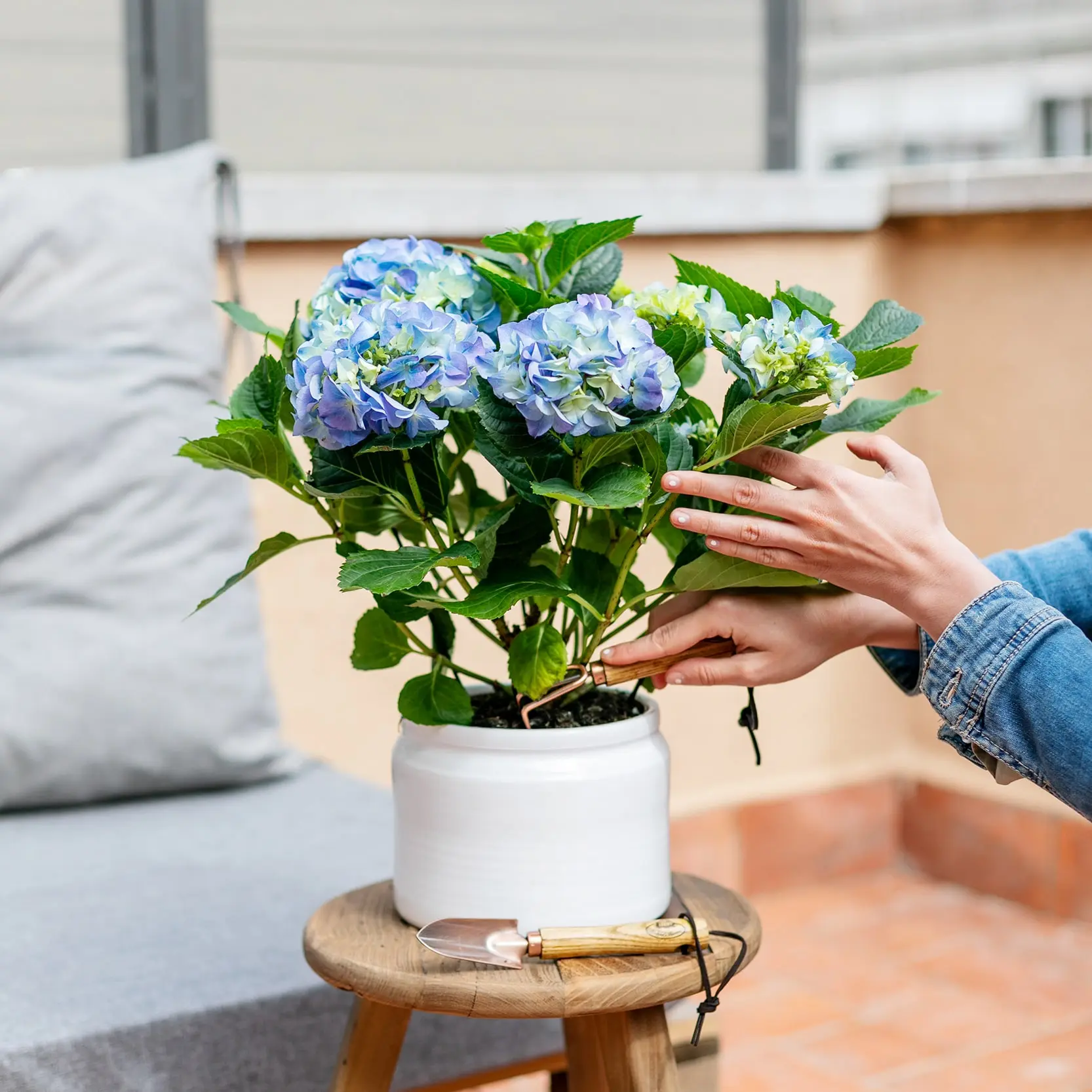 ortensie significato fiori - Cosa determina il colore delle ortensie