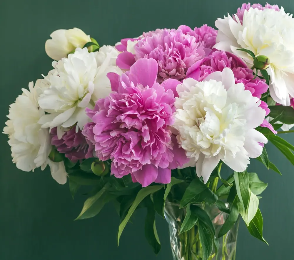 fiori per scusarsi - Cosa dire per farsi perdonare