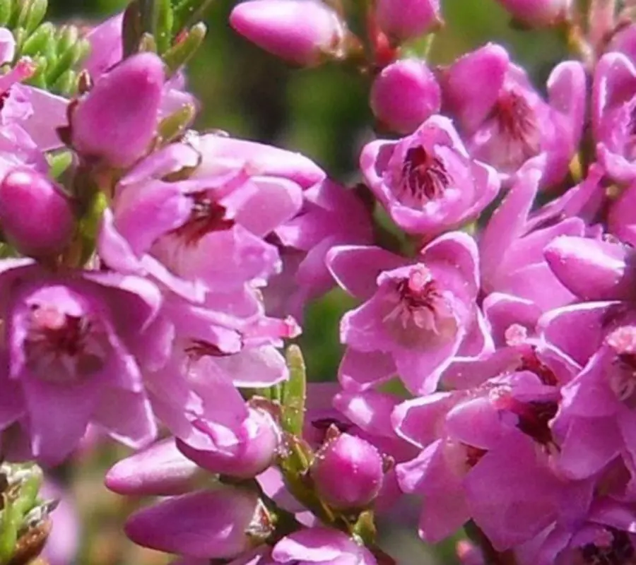 Heather Fiori di Bach: proprietà, benefici e indicazioni - Cosa è Heather heather fiori di bach - Cosa è Heather