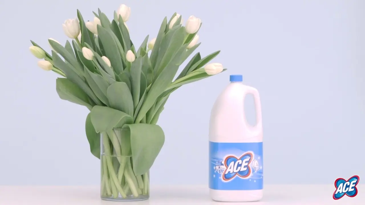 Candeggina nei fiori: come può influenzare le piante - Cosa fa la candeggina sulle piante candeggina nei fiori - Cosa fa la candeggina sulle piante