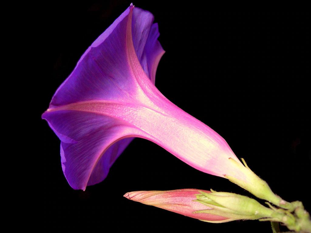 fiori notturni - Cosa fanno i fiori di notte