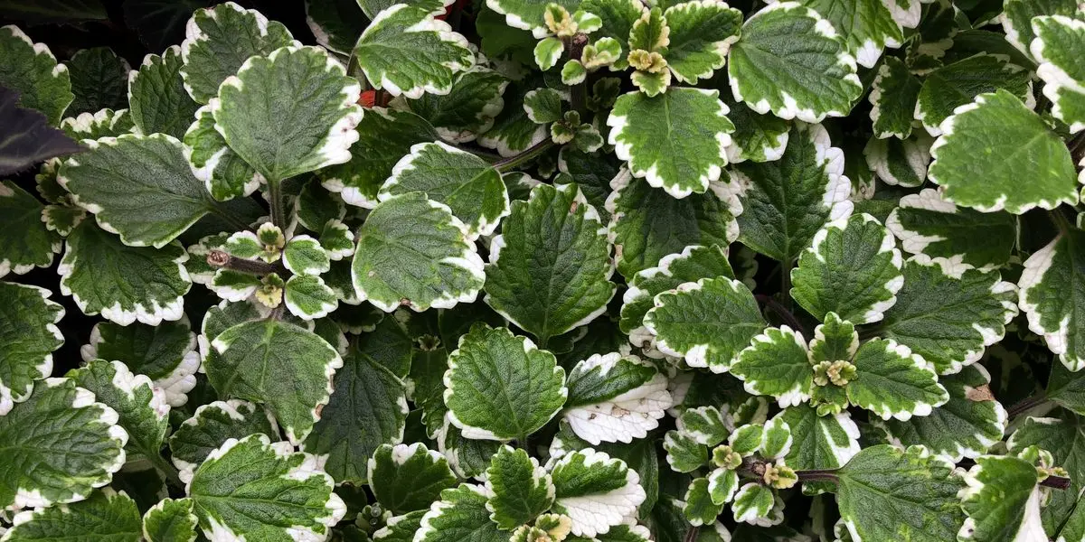 Pianta dell'incenso fiori: una pianta ornamentale per profumare la tua casa - Cosa fare con i fiori dell incenso pianta dell'incenso fiori - Cosa fare con i fiori dell incenso