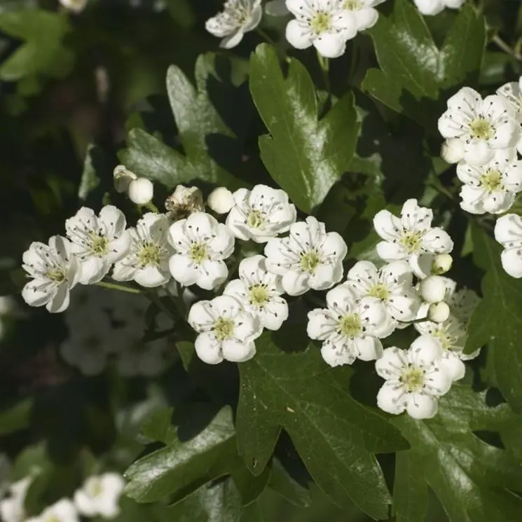 fiori di biancospino - Cosa fare con i fiori di biancospino
