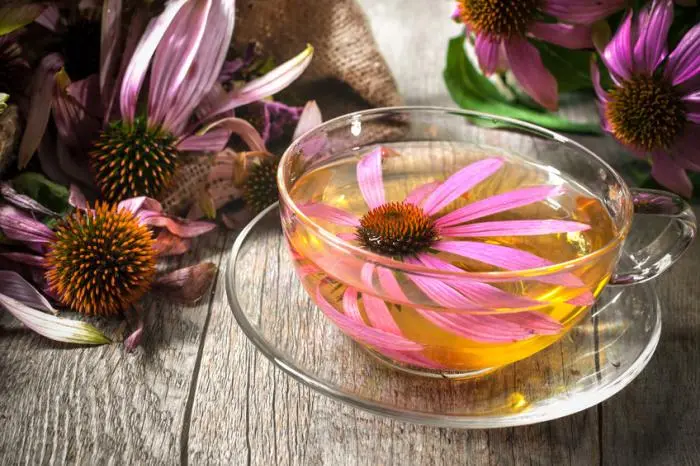 Echinacea Fiore: Proprietà, Coltivazione e Utilizzi - Cosa fare con i fiori di Echinacea echinacea fiore - Cosa fare con i fiori di Echinacea