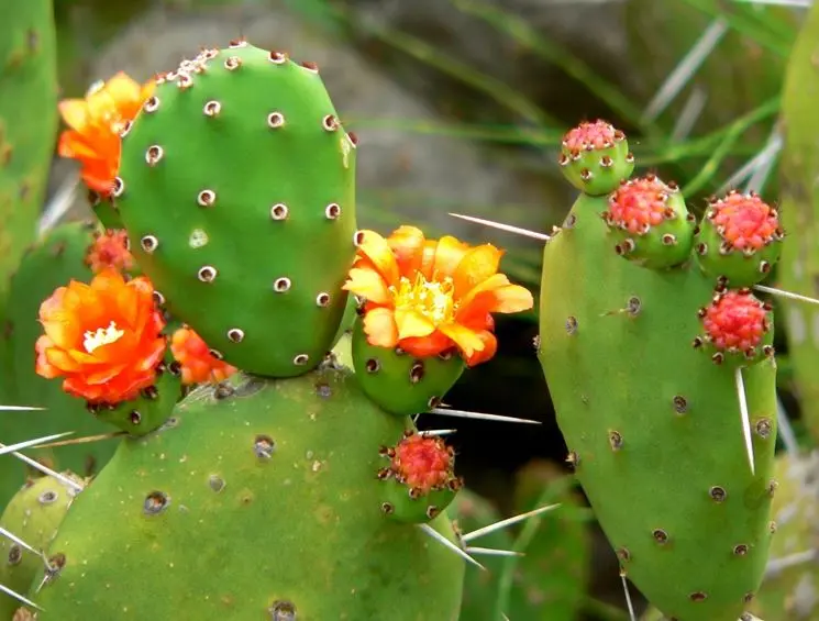 Fiore di Fichi d'India: Benefici per la Salute e Utilizzi - Cosa fare con i fiori di fico d'India fiore di fichi d'india - Cosa fare con i fiori di fico d'India