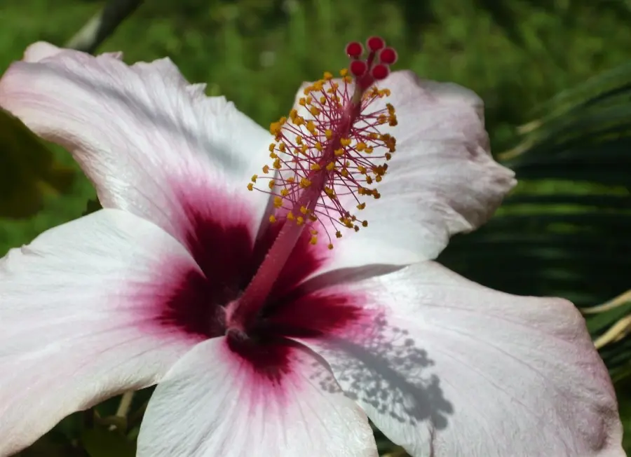 fiore di hibiscus - Cosa fare con i fiori di ibisco