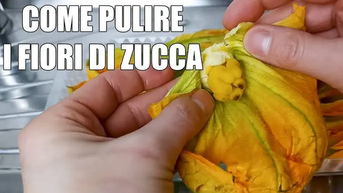 pistillo fiori di zucca - Cosa fare con i pistilli dei fiori di zucca