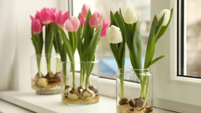 quante volte fioriscono i tulipani - Cosa fare dopo la fioritura dei tulipani