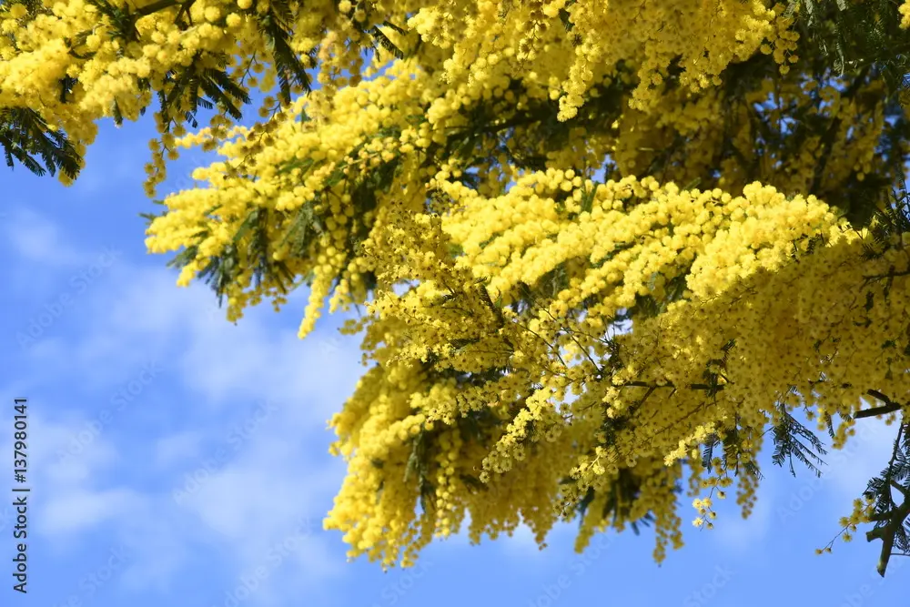 Fiori di Mimosa: Un Simbolo di Primavera - Cosa fare dopo la fioritura della mimosa fiori di mimosa - Cosa fare dopo la fioritura della mimosa