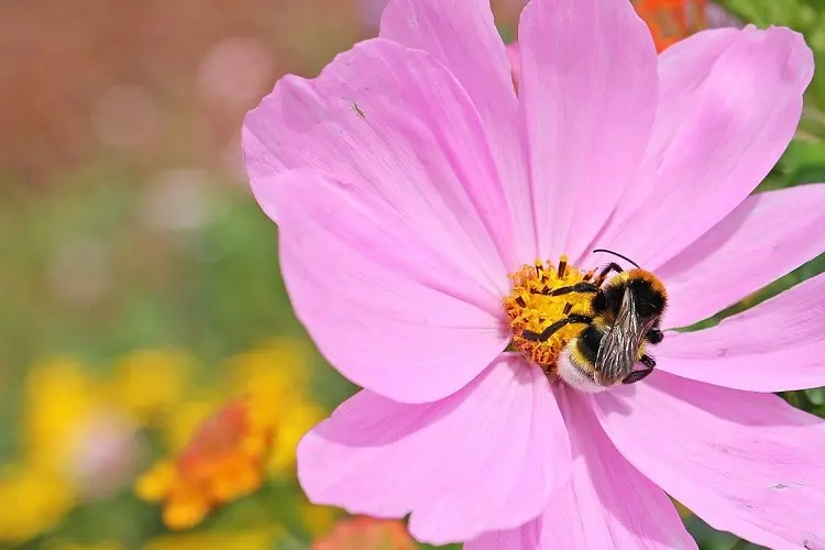 Fiori che attirano le api: come creare un giardino favorevole alle api - Cosa fare per attirare le api fiori che attirano le api - Cosa fare per attirare le api