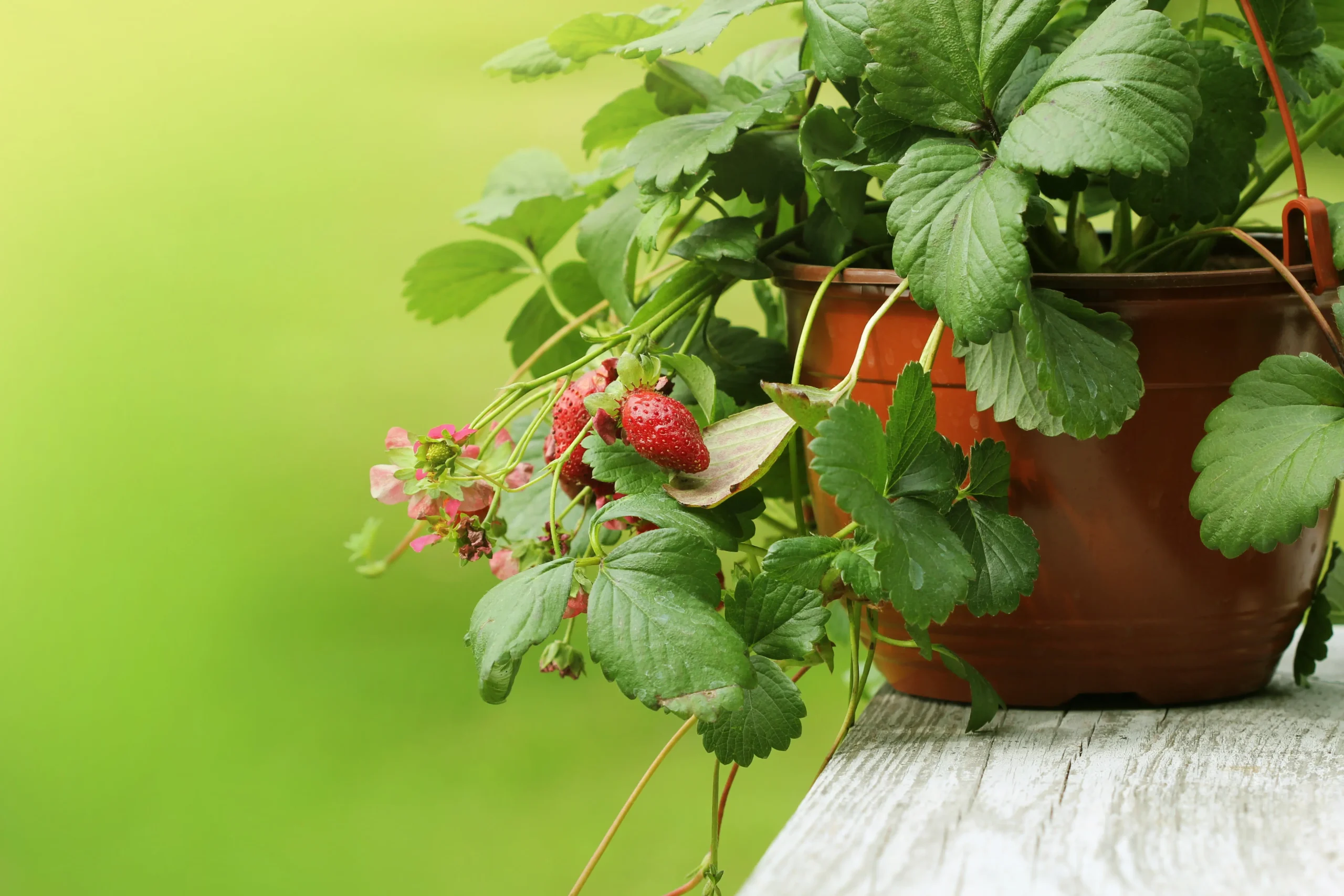 fioriere per fragole - Cosa fare per far crescere una piantina di fragole in vaso