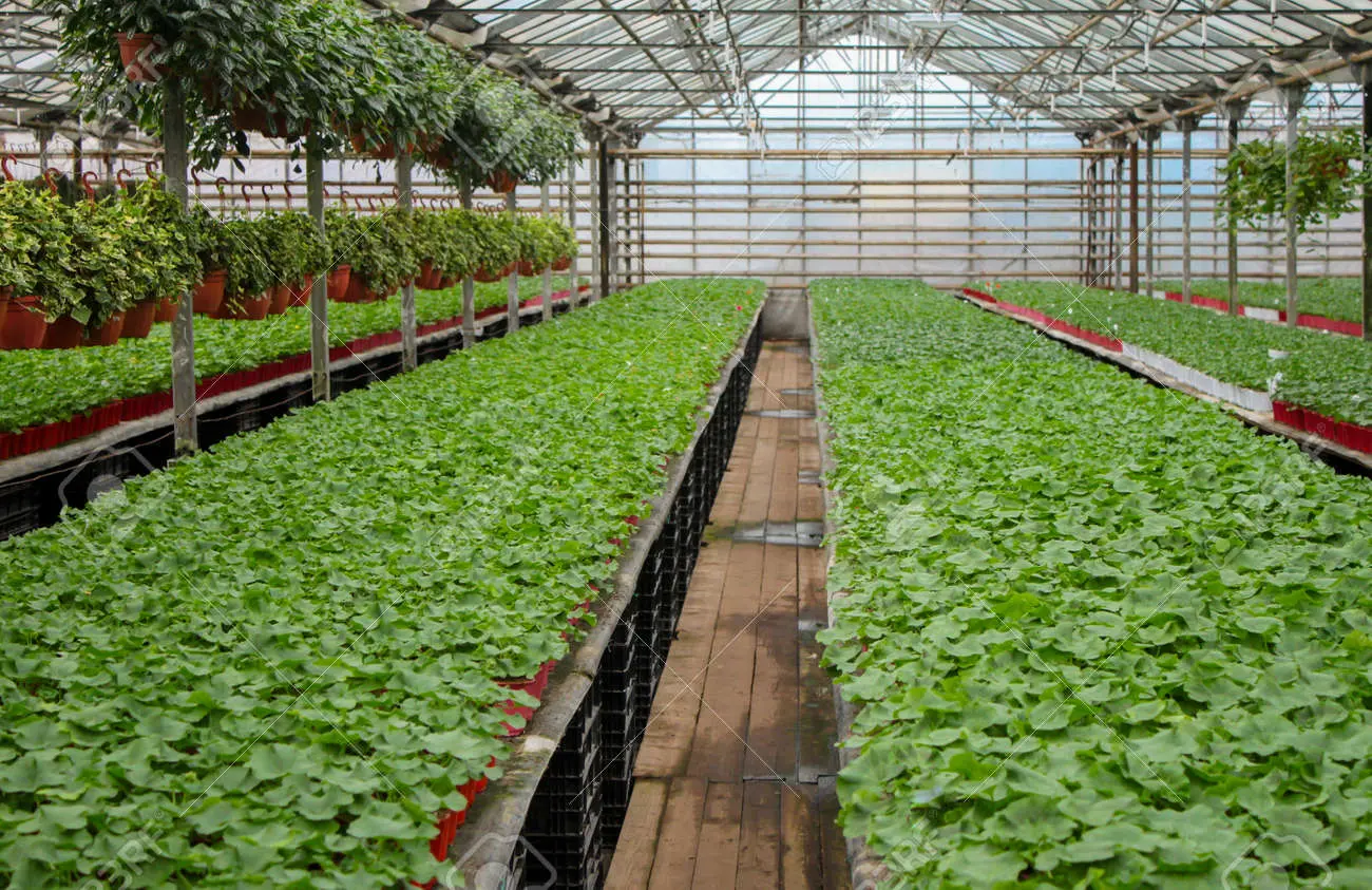 geranio senza fiori - Cosa fare per far fiorire i gerani