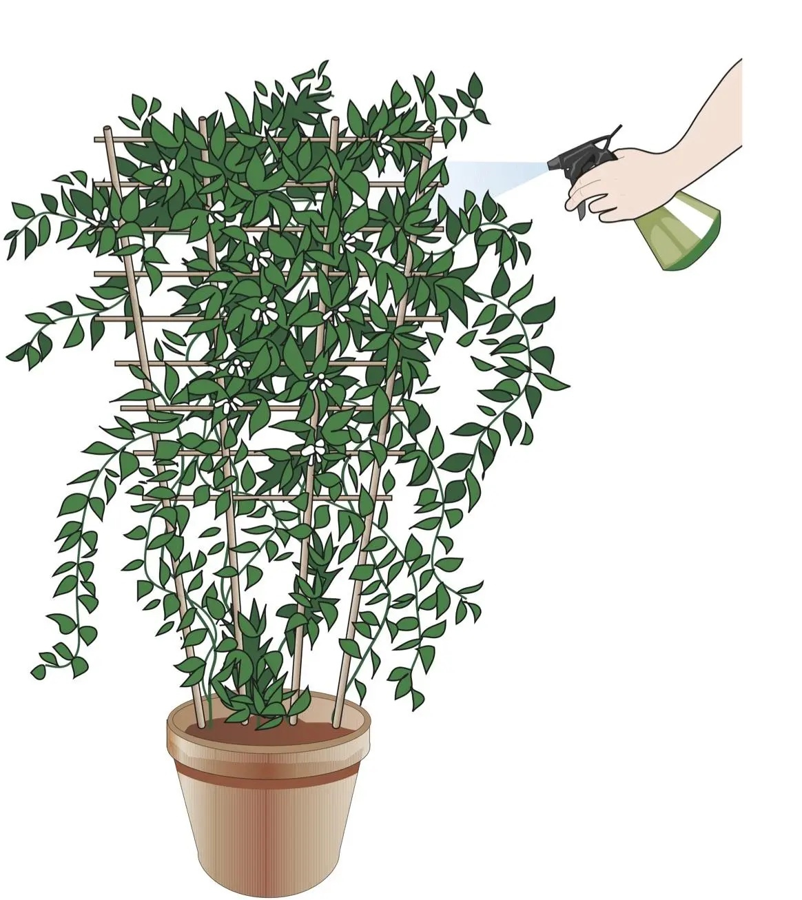quando fiorisce il gelsomino - Cosa fare per far fiorire il gelsomino