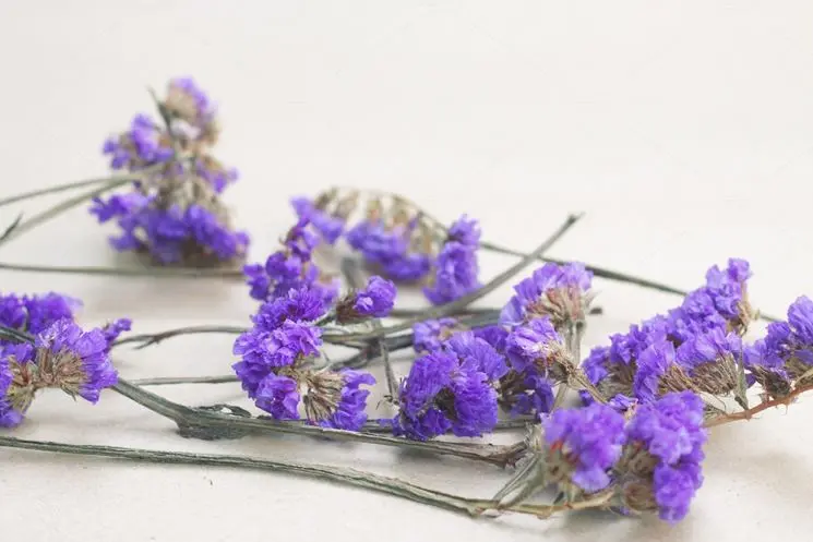 Come si chiamano quei fiori che sembrano secchi - Cosa fare quando i fiori seccano fiori che sembrano secchi - Cosa fare quando i fiori seccano