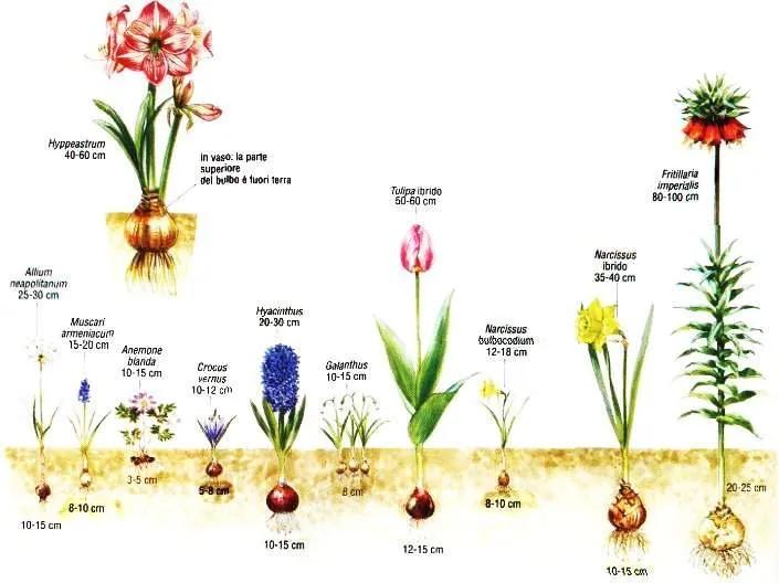 Muscari Fiori: Una Guida Completa alla Coltivazione e Cura - Cosa fare quando i Muscari sfioriscono muscari fiori - Cosa fare quando i Muscari sfioriscono