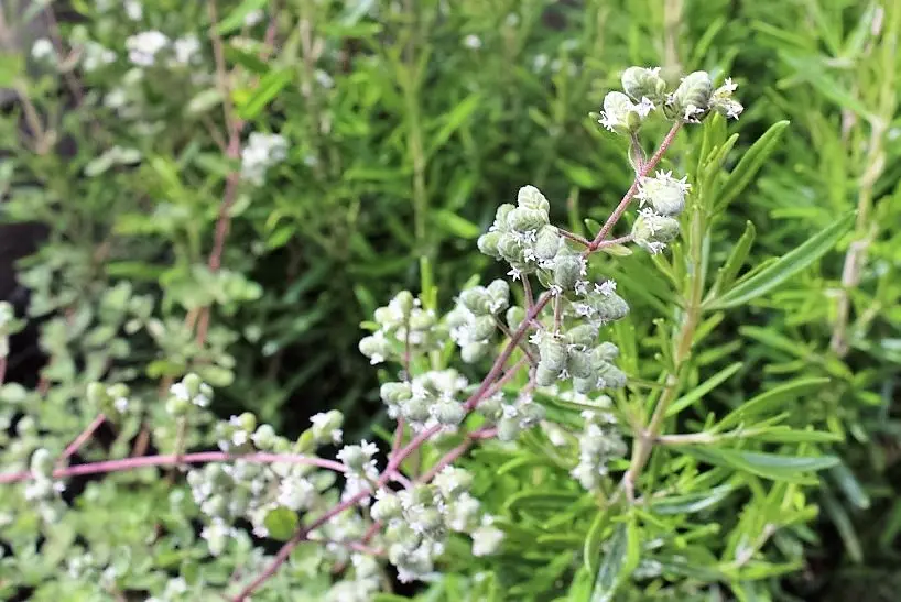 maggiorana fiore - Cosa fare quando la maggiorana fiorisce
