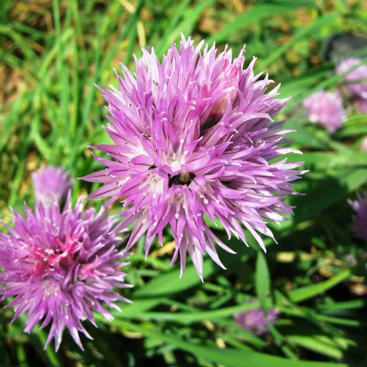 Erba cipollina fiore: guida completa e consigli