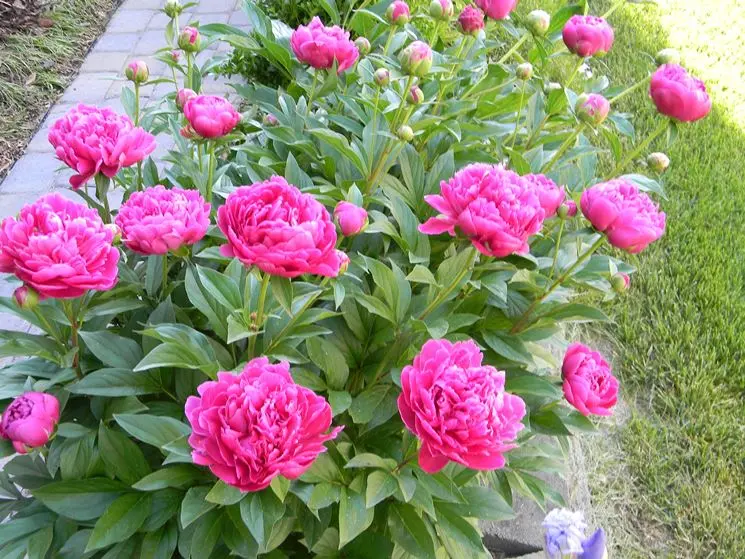 peonia quando fiorisce - Cosa fare se la peonia non fiorisce