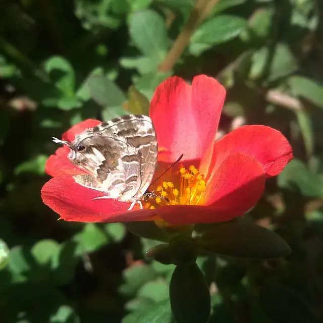 Cosa fare se un geranio non fiorisce - Cosa fare se un geranio non fiorisce gerani senza fiori - Cosa fare se un geranio non fiorisce