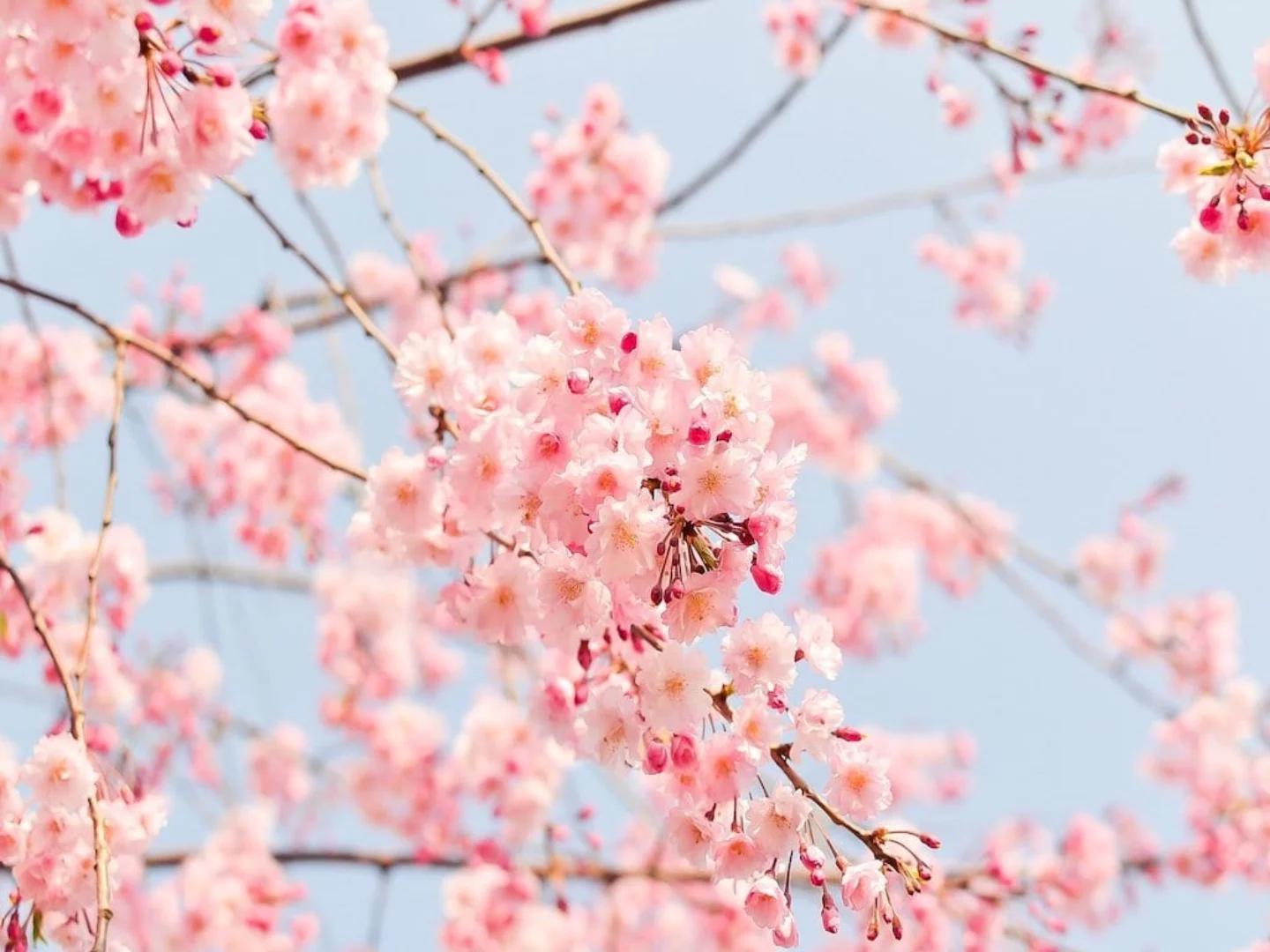 Fiori di aprile maggio: la bellezza della primavera - Cosa fiorisce a inizio maggio fiori di aprile maggio - Cosa fiorisce a inizio maggio