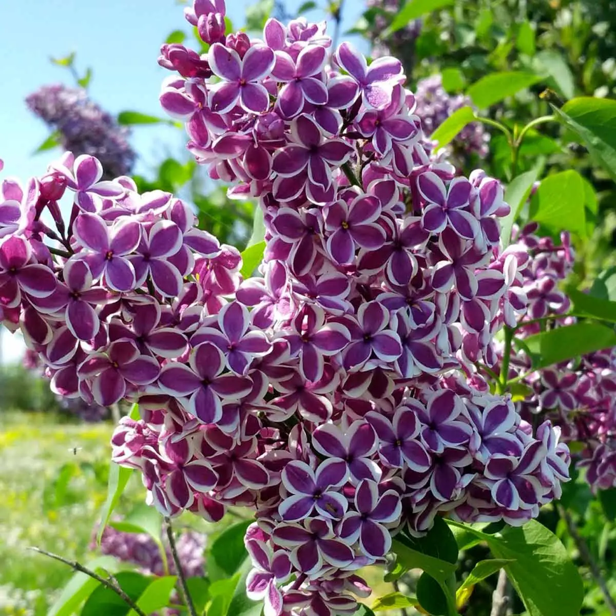Fiori di aprile e maggio: la bellezza primaverile