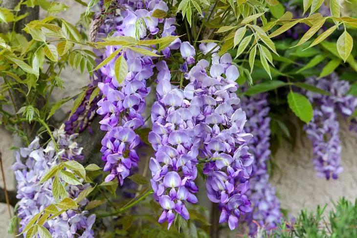 fiore di aprile - Cosa fiorisce tra aprile e maggio