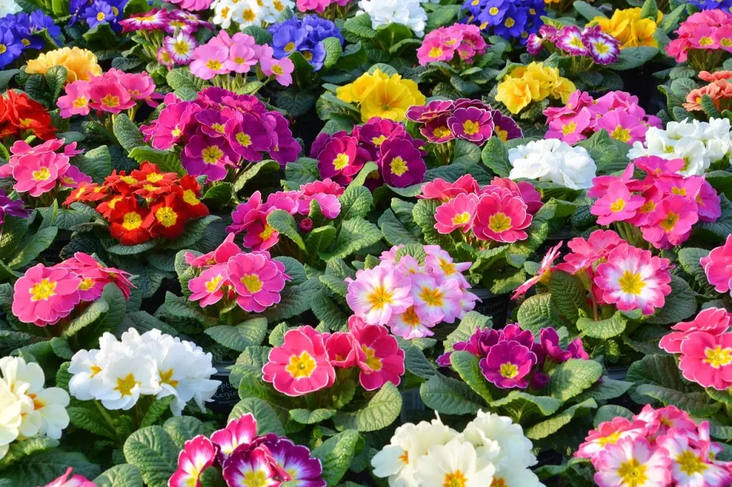 fiori febbraio marzo - Cosa fiorisce tra febbraio e marzo