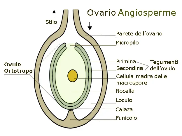 Ovulo fiore: il processo di fecondazione nel regno vegetale - Cosa forma l'ovulo ovulo fiore - Cosa forma l'ovulo