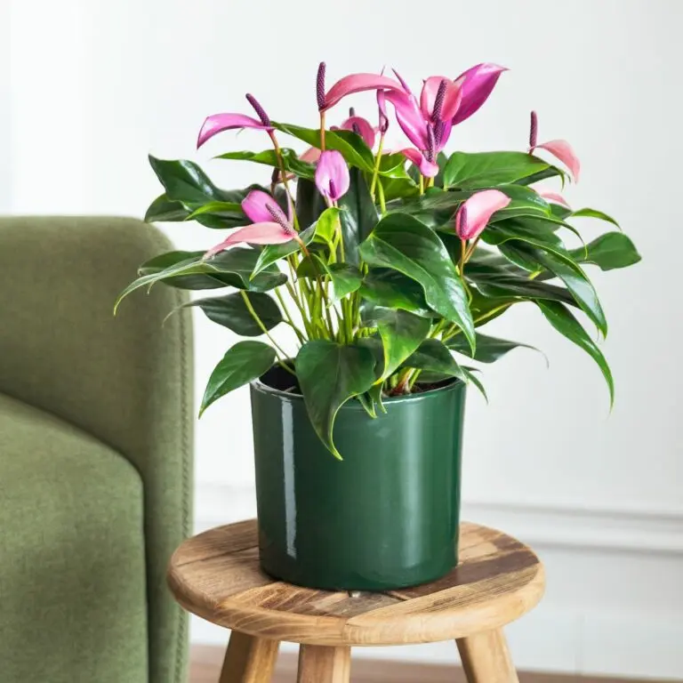 Fiori che portano fortuna: scopri quali sono e come portare prosperità nella tua vita - Cosa mettere in casa come porta fortuna fiori che portano fortuna - Cosa mettere in casa come porta fortuna