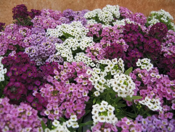 Fiori da Aiuola: Come prevenire la crescita delle erbacce e mantenere un giardino in ordine - Cosa mettere in una aiuola fiori da aiuola - Cosa mettere in una aiuola