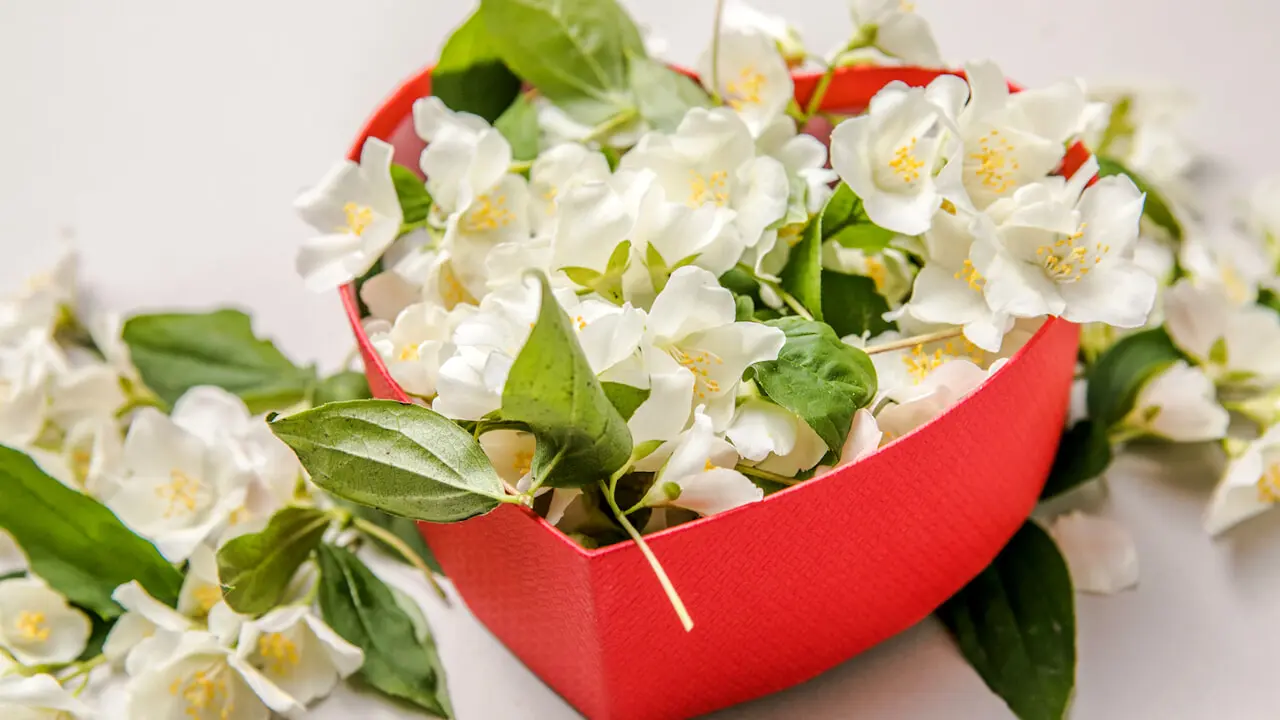 Che fiori regalare a San Valentino? - Cosa non regalare a San Valentino che fiori regalare a san valentino - Cosa non regalare a San Valentino