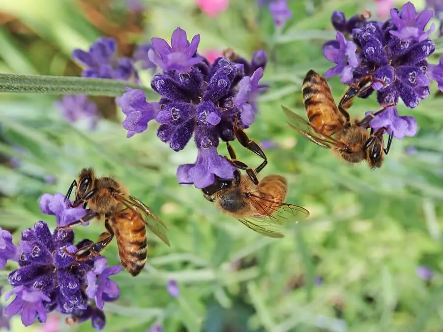 fiori preferiti dalle api - Cosa piace alle api