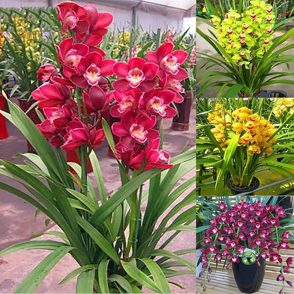 Semi Fiori Crescita Veloce: Scegli i semi giusti per un giardino fiorito in poco tempo - Cosa piantare che cresce in fretta semi fiori crescita veloce - Cosa piantare che cresce in fretta