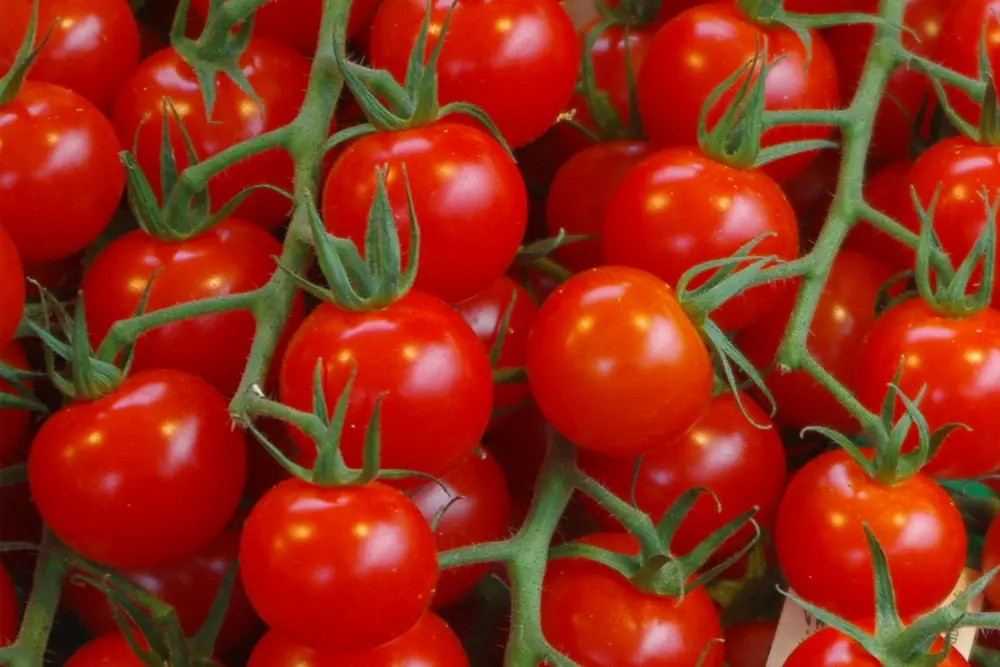 Che fiori piantare a maggio: consigli e suggerimenti - Cosa piantare il mese di maggio che fiori piantare a maggio - Cosa piantare il mese di maggio