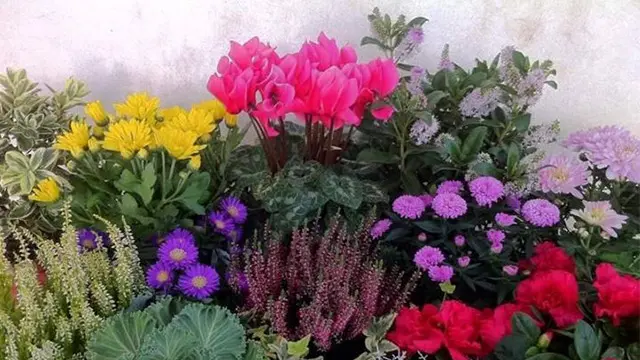 fiori da balcone invernali - Cosa piantare in balcone in inverno