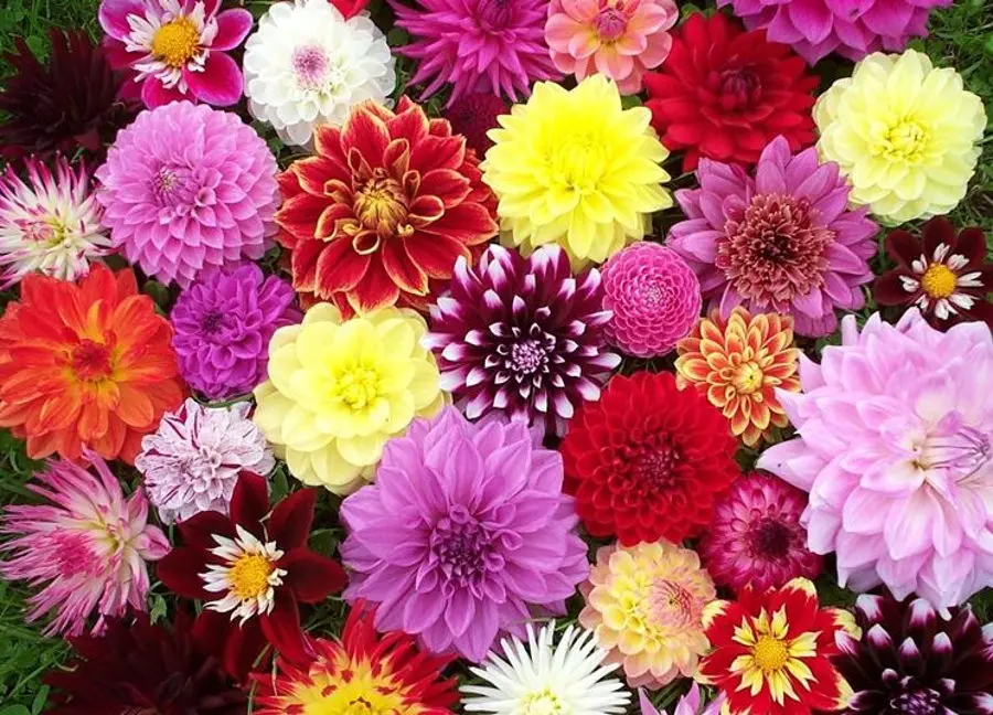 Cosa piantare nel giardino a maggio - Cosa piantare nel giardino a maggio fiori da piantare a maggio - Cosa piantare nel giardino a maggio
