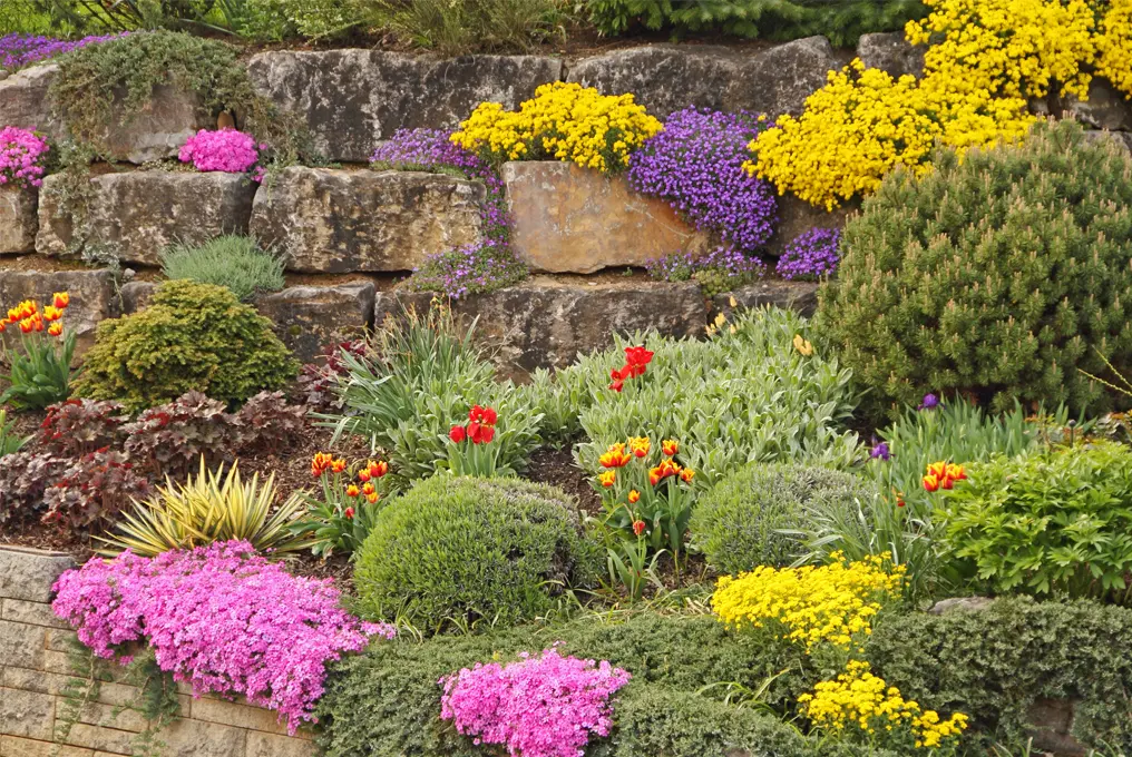 Fiori Perenni da Muretto: Una Guida Completa - Cosa piantare vicino ad un muro fiori perenni da muretto - Cosa piantare vicino ad un muro