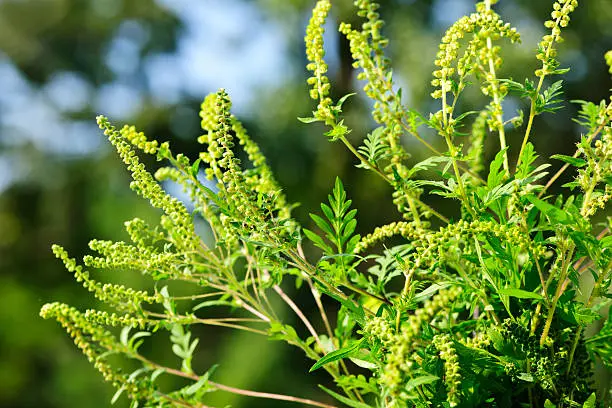 ambrosia fiore - Cosa provoca l Ambrosia