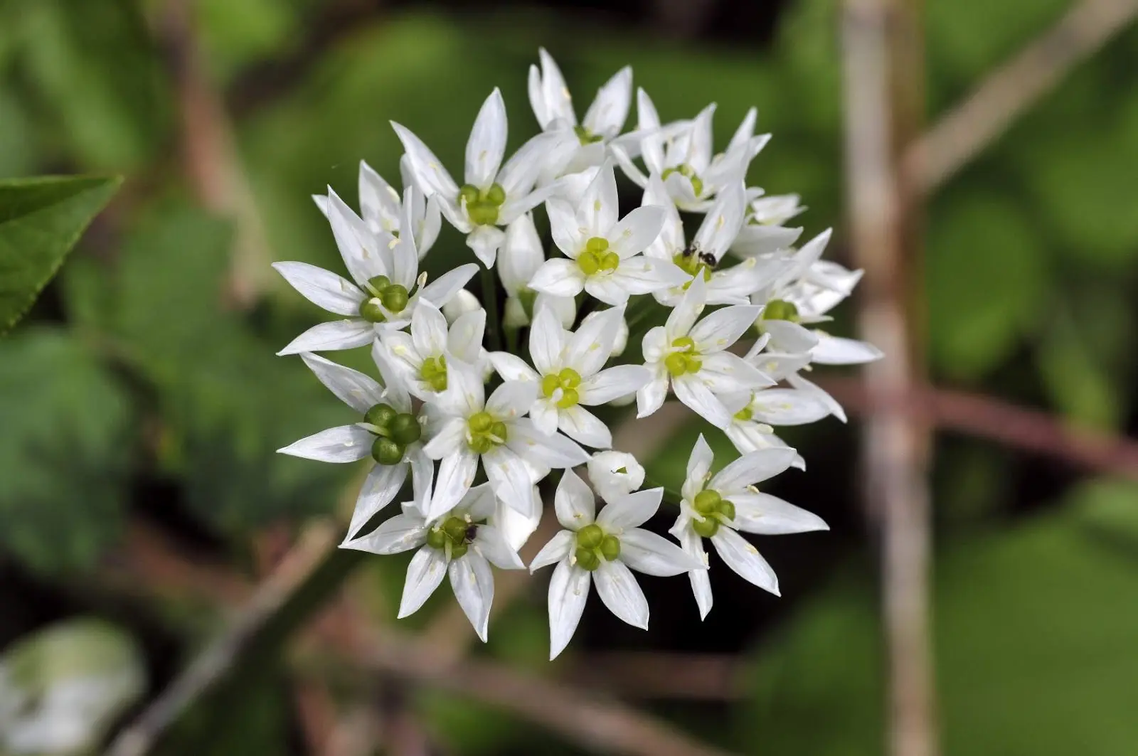 Fiori Aglio Orsino: Un tesoro culinario da scoprire - Cosa raccogliere dell'aglio orsino fiori aglio orsino - Cosa raccogliere dell'aglio orsino
