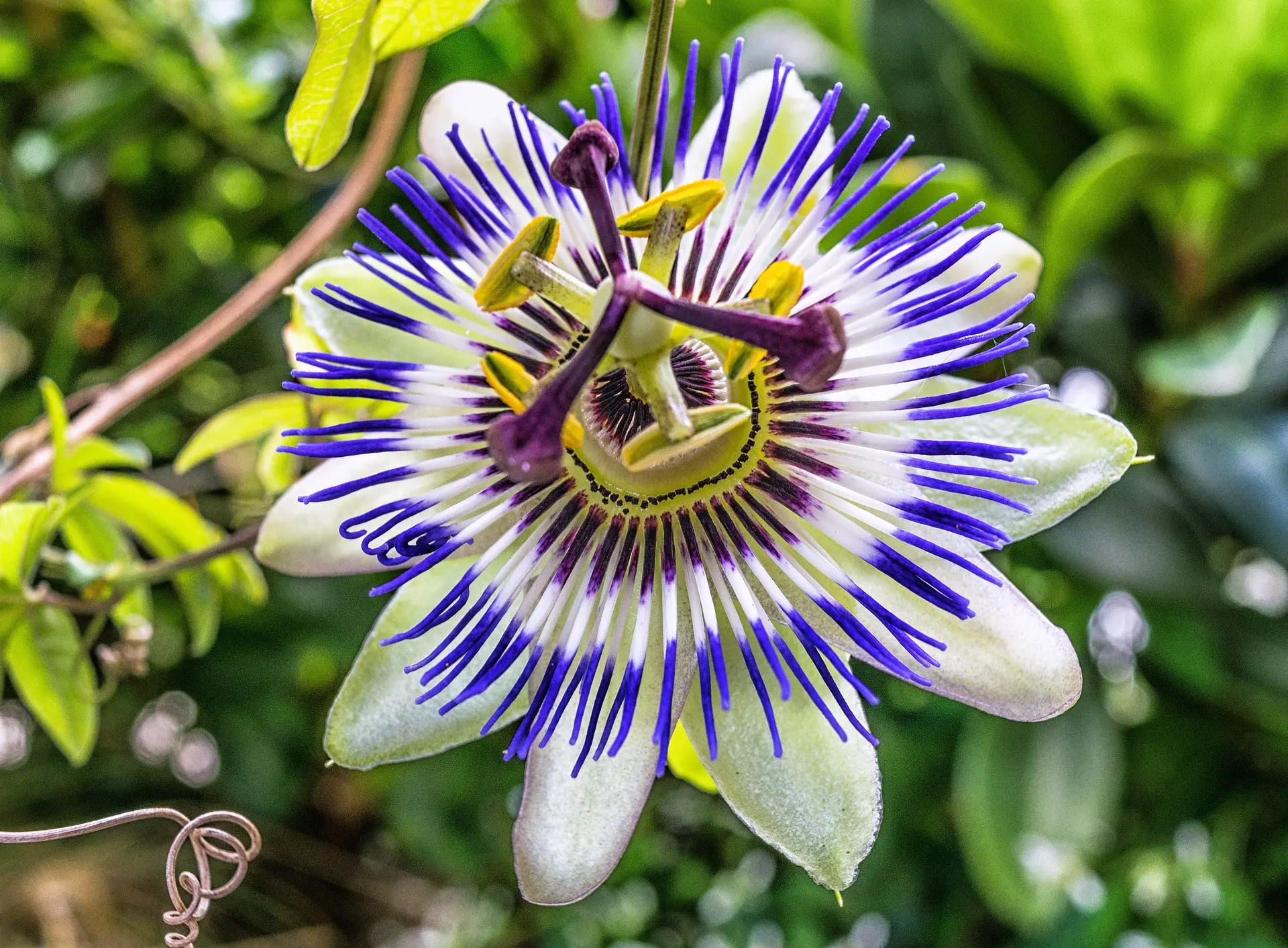 Il significato del fiore della Passiflora - Cosa rappresenta il fiore della Passiflora fiore passiflora significato - Cosa rappresenta il fiore della Passiflora