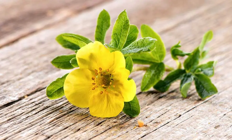 Fiore Potentilla Mamma: Un simbolo della maternità - Cosa rappresenta la madre fiore potentilla mamma - Cosa rappresenta la madre