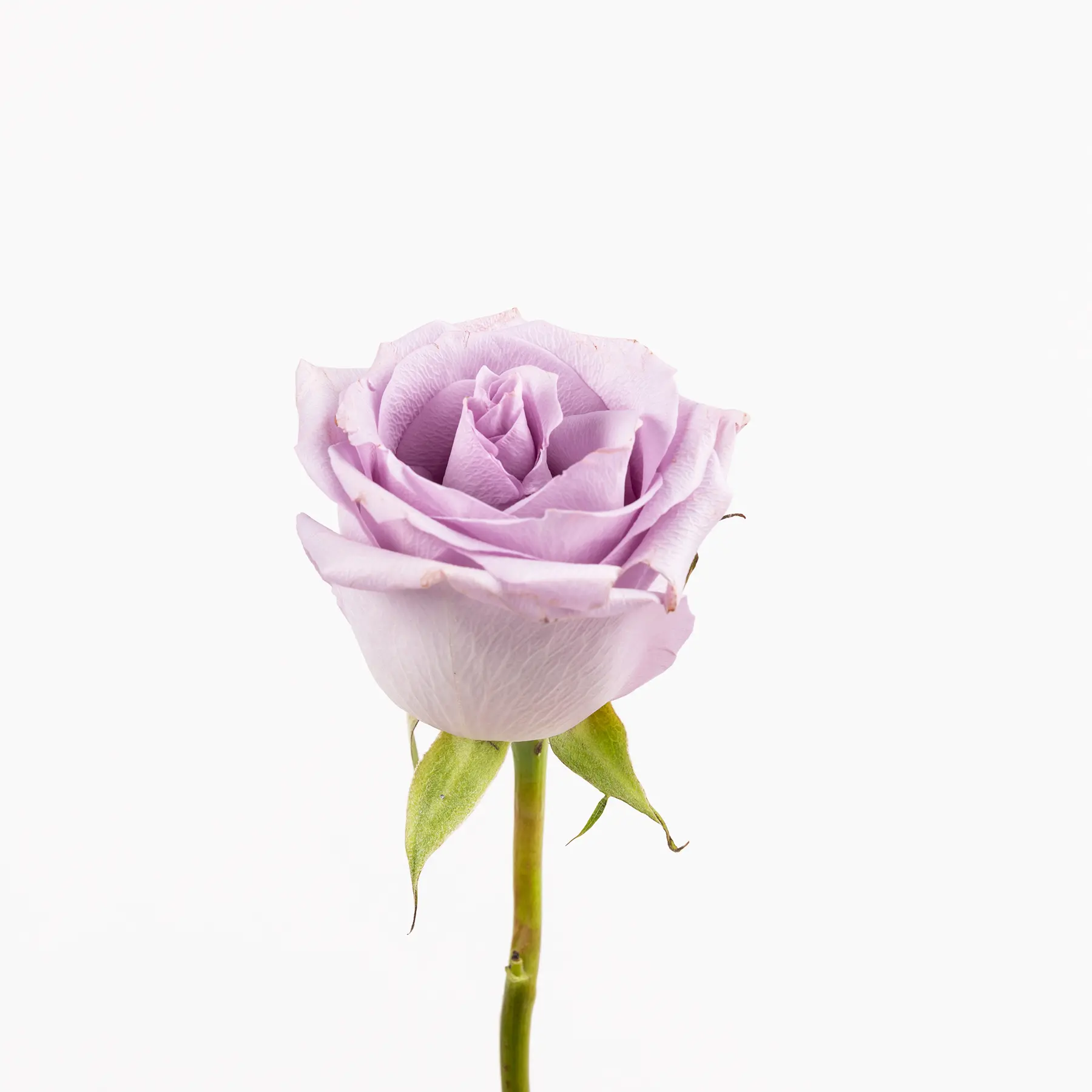 Fiori particolari da regalare - Cosa regalare a una persona che ama i fiori fiori particolari da regalare - Cosa regalare a una persona che ama i fiori