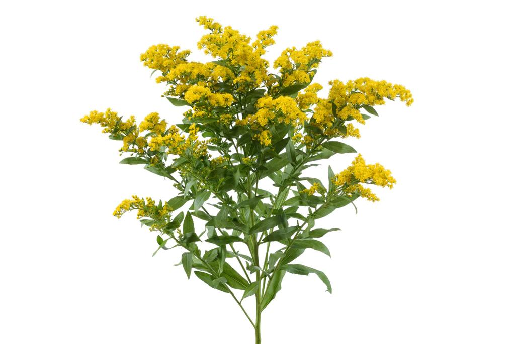 Che pianta è il Solidago - Cosa serve Solidago solidago fiore - Cosa serve Solidago
