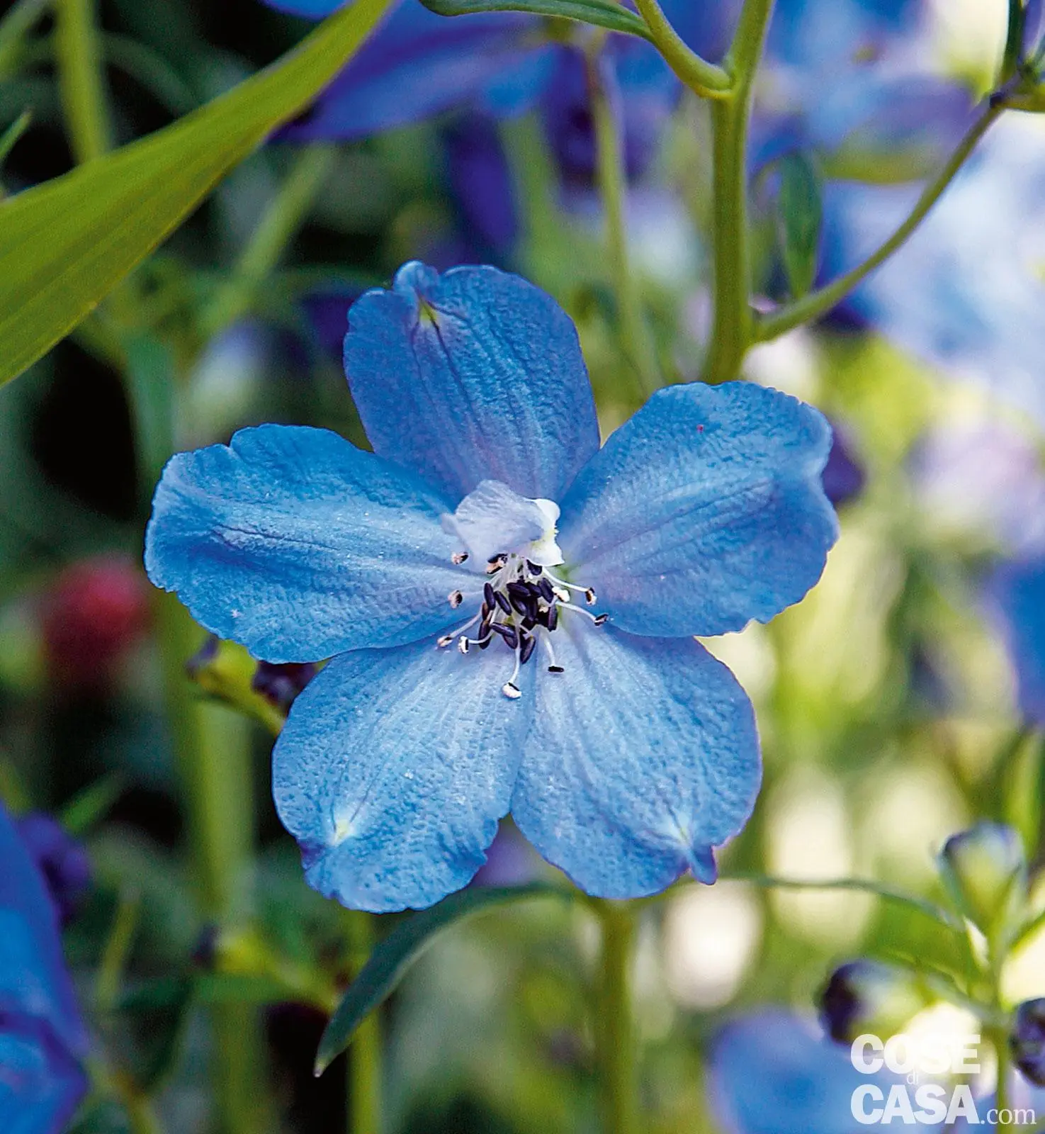 Bella Donna Fiore: La tua floreria di fiducia - Cosa si cura con la belladonna bella donna fiore - Cosa si cura con la belladonna