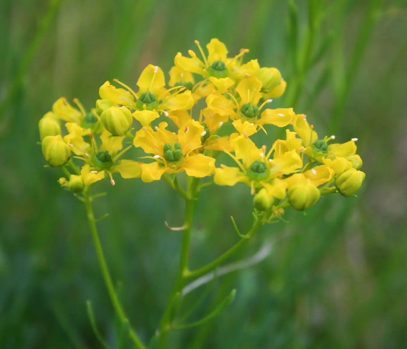 Fiore di Ruta: Proprietà terapeutiche e utilizzi nella medicina popolare - Cosa si cura con la ruta fiore di ruta - Cosa si cura con la ruta