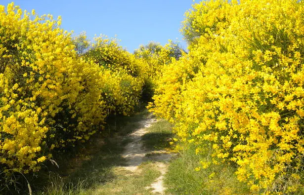 fiori di ginestre - Cosa si fa con i fiori di ginestra