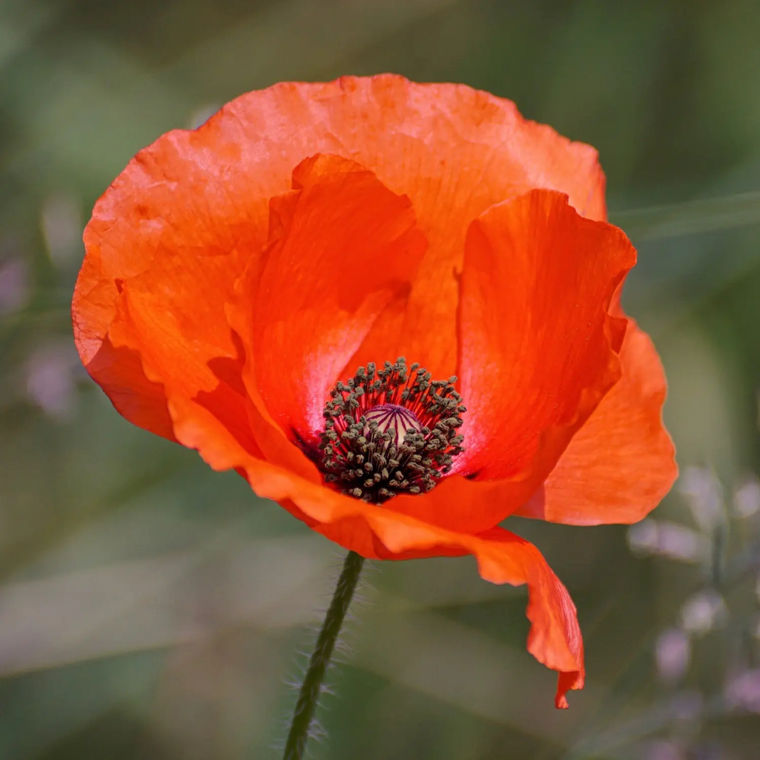 A cosa servono i fiori di papavero? - Cosa si fa con il papavero rosso papavero fiori - Cosa si fa con il papavero rosso