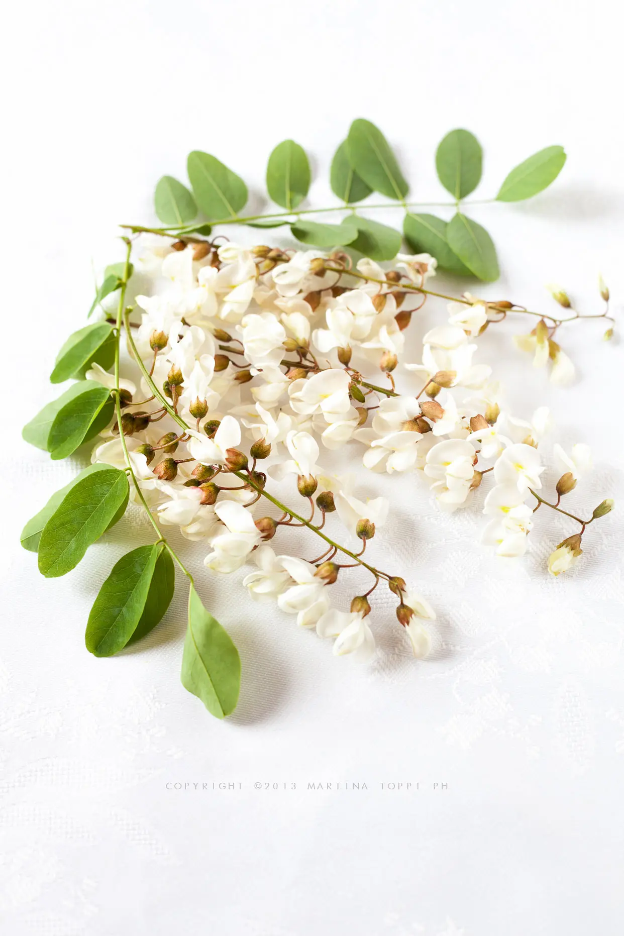 Fiori di Acacia in Insalata: Un'Aggiunta Gustosa e Salutare - Cosa si fa con l acacia fiori di acacia in insalata - Cosa si fa con l acacia