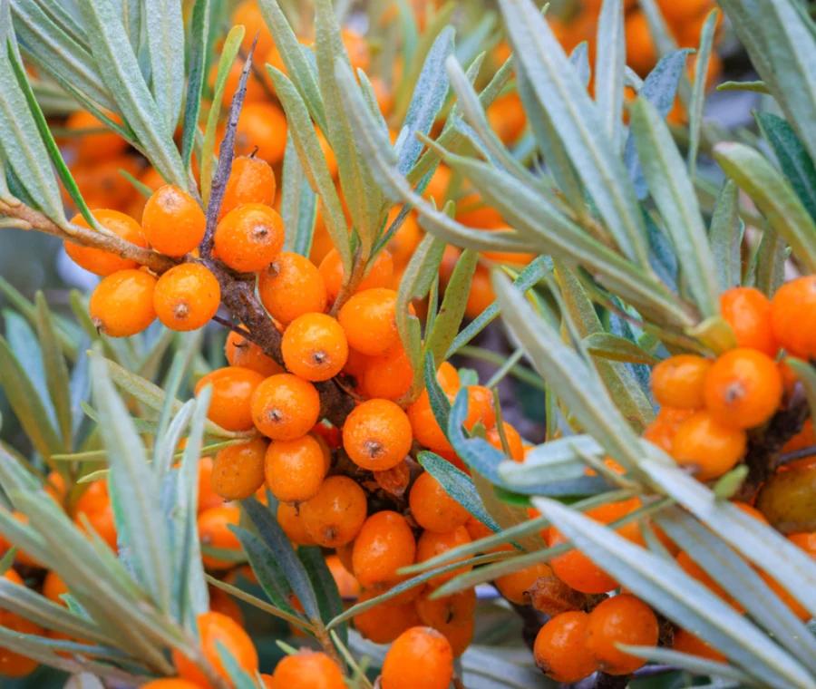 Olivello spinoso fiori: un arbusto versatile e ricco di benefici - Cosa si fa con l olivello spinoso olivello spinoso fiori - Cosa si fa con l olivello spinoso