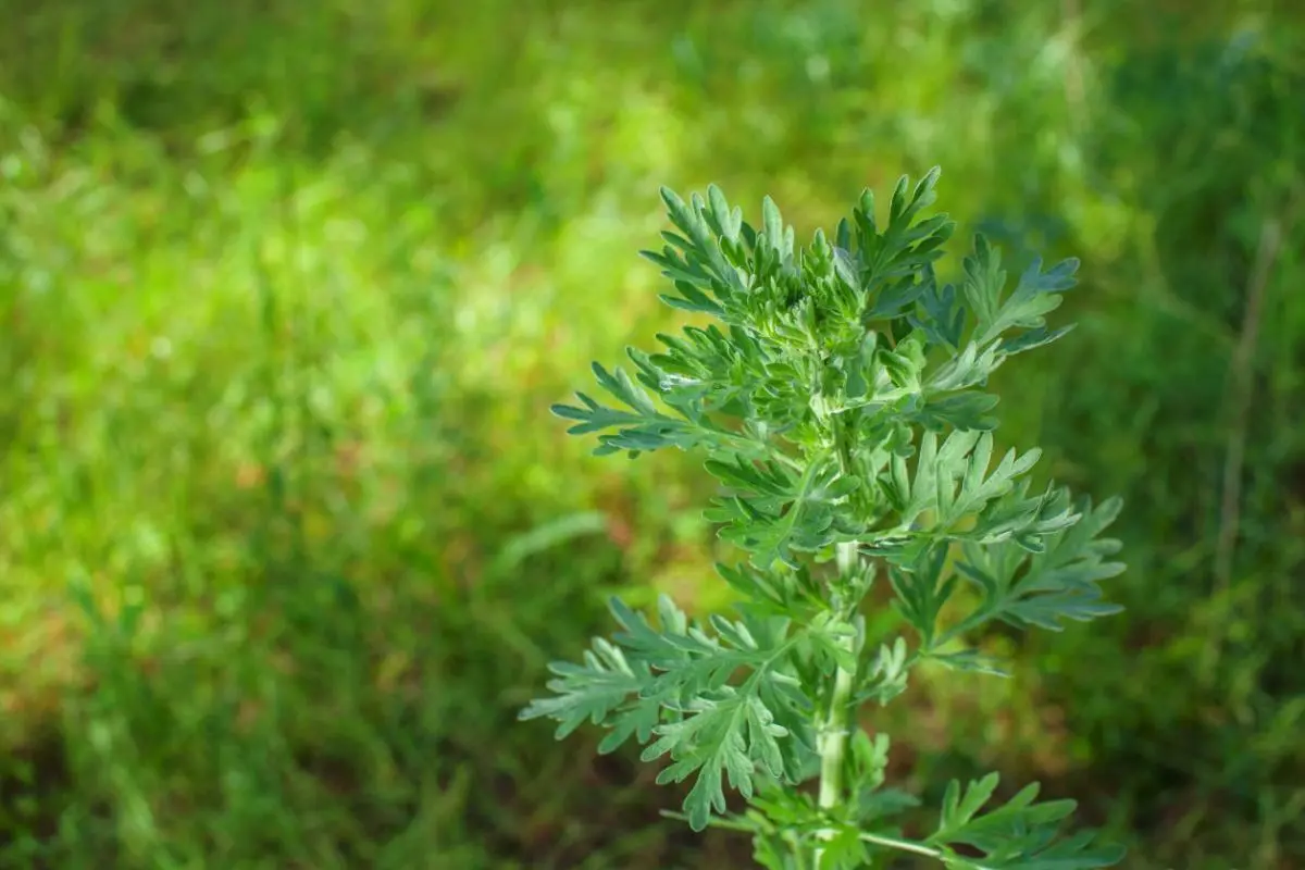 Fiori Assenzio Pianta: Caratteristiche, Coltivazione e Utilizzi - Cosa si fa con la pianta di assenzio fiori assenzio pianta - Cosa si fa con la pianta di assenzio